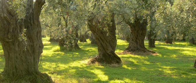 olivovníky