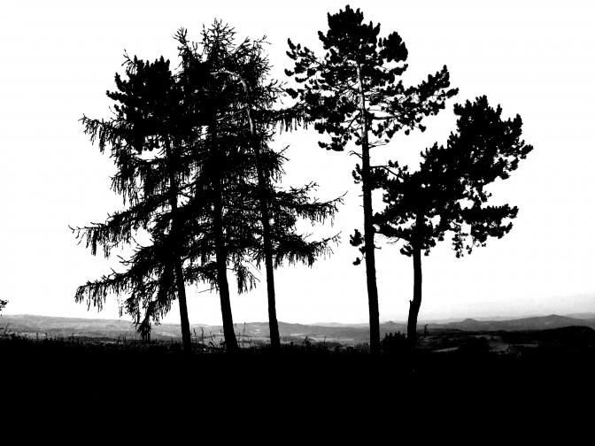 Tři borovice hor Doupovských