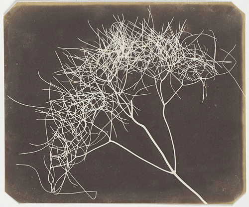 William Henry Fox Talbot (1800-1877) William Henry Fox Talbot (1800-1877)