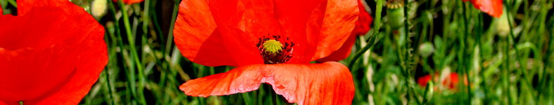 Banner profilu