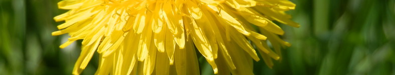 Banner profilu