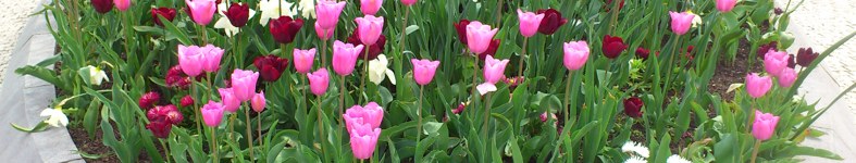 Banner profilu