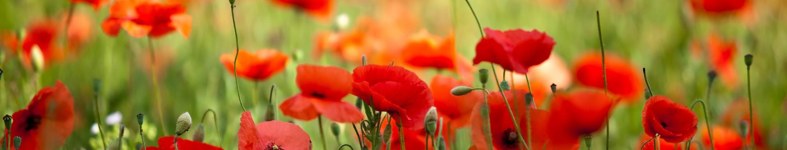Banner profilu