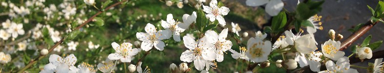 Banner profilu