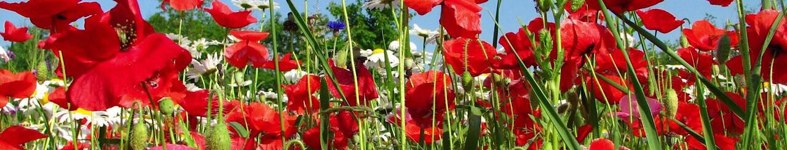 Banner profilu