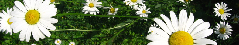 Banner profilu