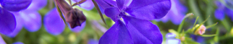 Banner profilu