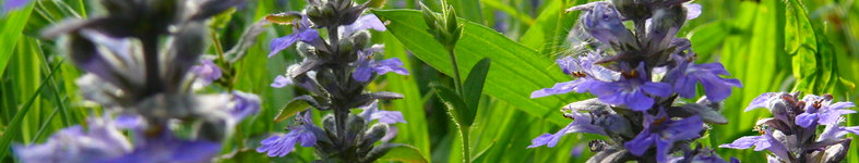 Banner profilu