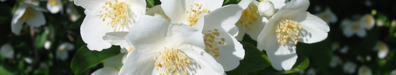 Banner profilu