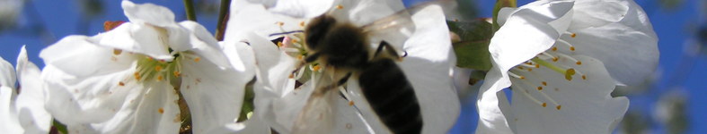 Banner profilu