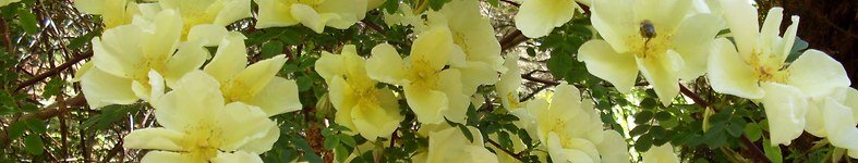 Banner profilu
