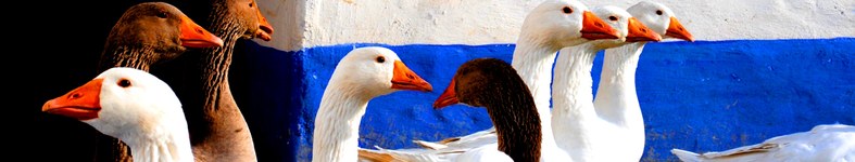 Banner profilu
