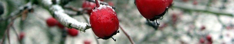Banner profilu