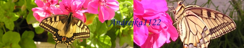 Banner profilu