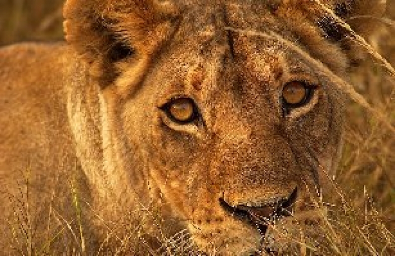 Banner profilu