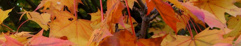 Banner profilu