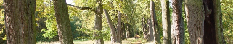 Banner profilu