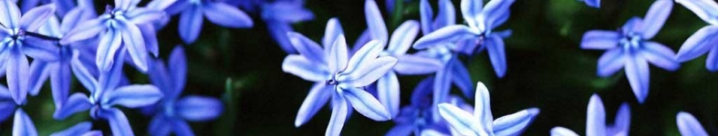 Banner profilu
