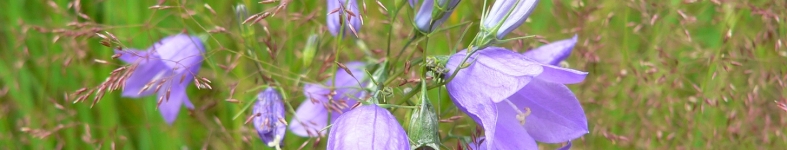 Banner profilu