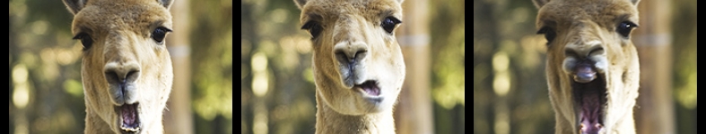 Banner profilu