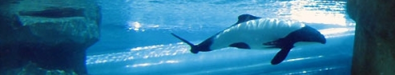 Banner profilu