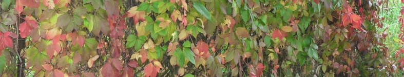Banner profilu