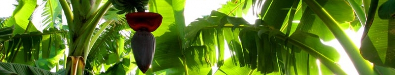 Banner profilu