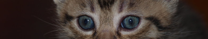 Banner profilu