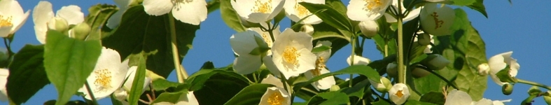 Banner profilu