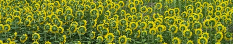 Banner profilu