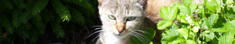 Banner profilu
