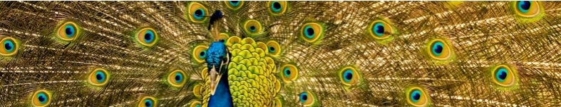 Banner profilu
