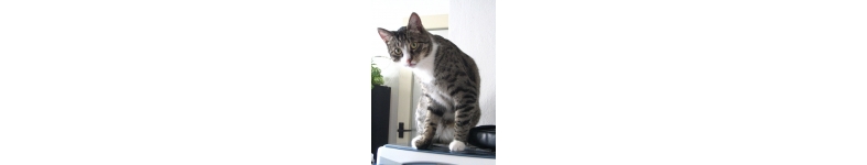 Banner profilu