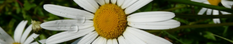 Banner profilu