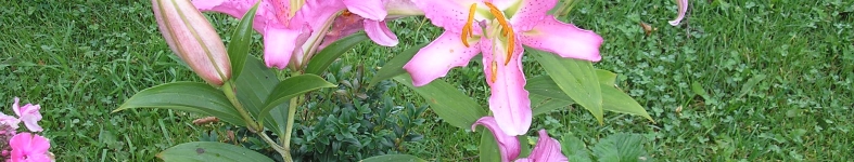 Banner profilu