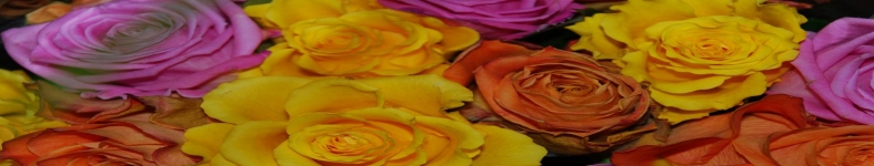 Banner profilu