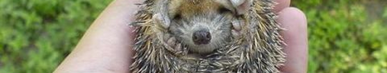 Banner profilu