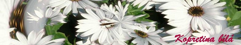 Banner profilu