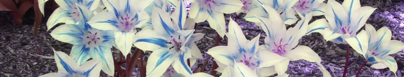Banner profilu
