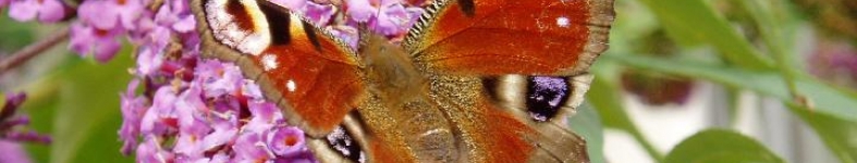 Banner profilu