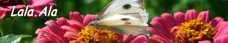 Banner profilu