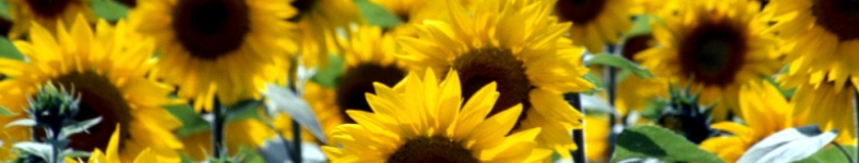 Banner profilu