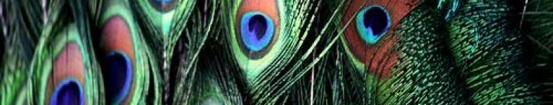 Banner profilu