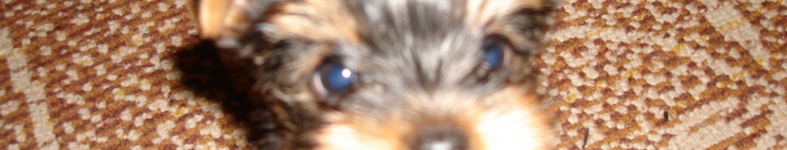 Banner profilu