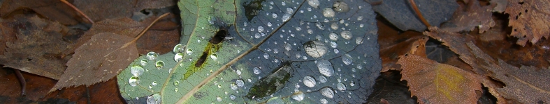 Banner profilu