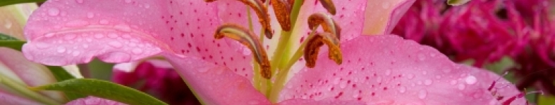 Banner profilu