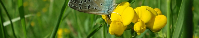 Banner profilu
