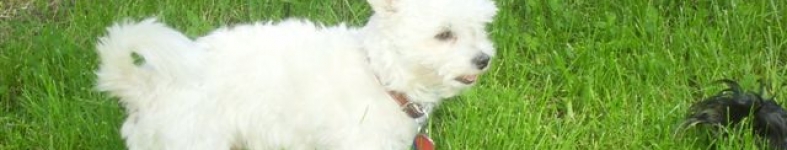 Banner profilu