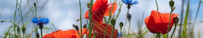Banner profilu