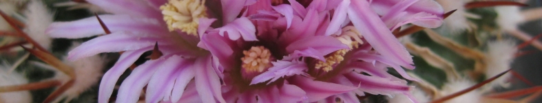 Banner profilu